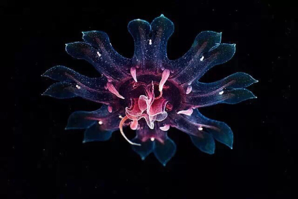 俄罗斯海洋生物学家兼水下摄影师 Alexander Semenov 再次为大家带来了神奇的深海影像——水母的华丽造型。如果没见过它们是正常，因为这是 Alexander 带领科学家小组在长达3年的罕见深海生物发现之旅中拍摄的。