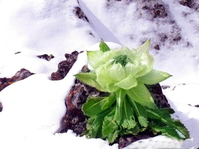 雪蓮花