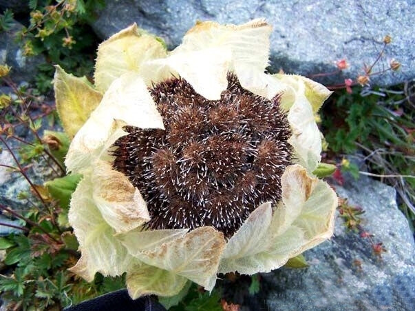 雪蓮花