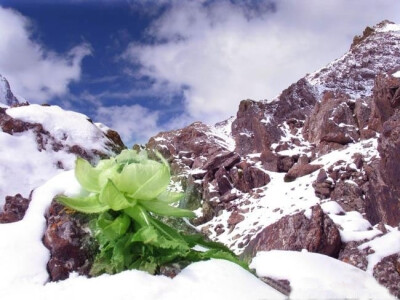 雪莲花