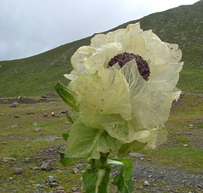 雪莲花