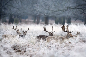 里士满公园（Richmond Park），数只黇鹿（Fallow deer）穿行在结霜的草丛中，英国伦敦。里士满公园是伦敦最大的皇家园林，栖息着超过600只欧洲马鹿和黇鹿。摄影师：Stephen Simpson