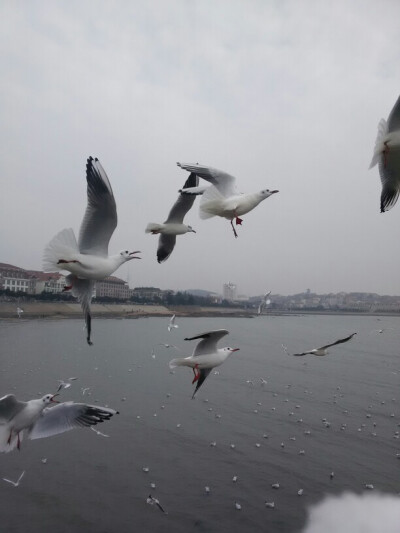 晚上的海边没有海鸥