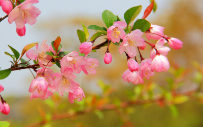 海棠花 绿娇隐约眉轻扫,红嫩妖饶脸薄妆。——王安石