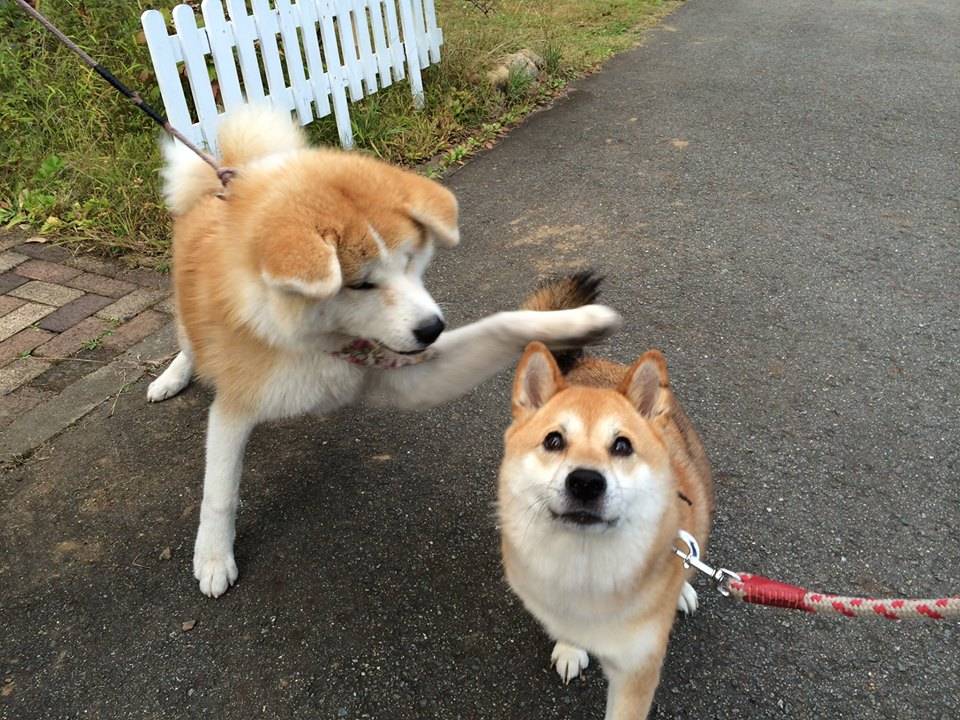 秋田大馆一只叫nono的秋田犬,它还有一本正经的工作呢,在一家负责城市