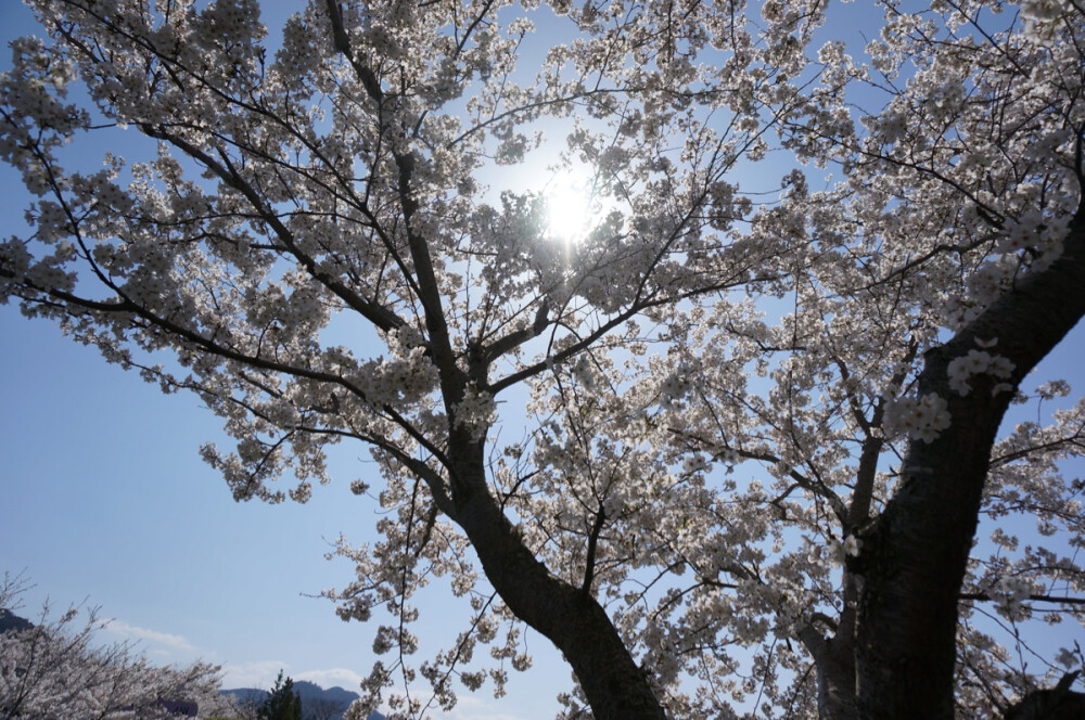 樱花一年只开一次，花期也只有一星期左右，若是来一场大雨，花瓣就会纷纷落下，花落后才后慢慢长出绿叶。