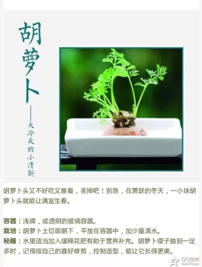 胡萝卜盆栽法