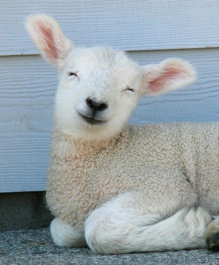 萌宠――羔羊，这样笑的可好看么？