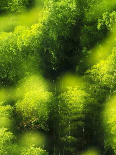 竹林，这样的绿色可好