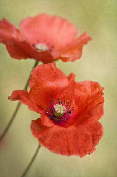 Mandy Disher