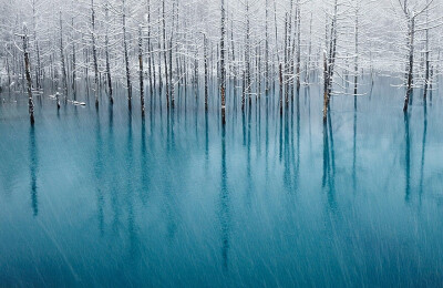 雪 海 树