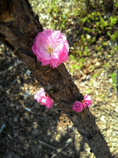 不知道叫什么的花儿