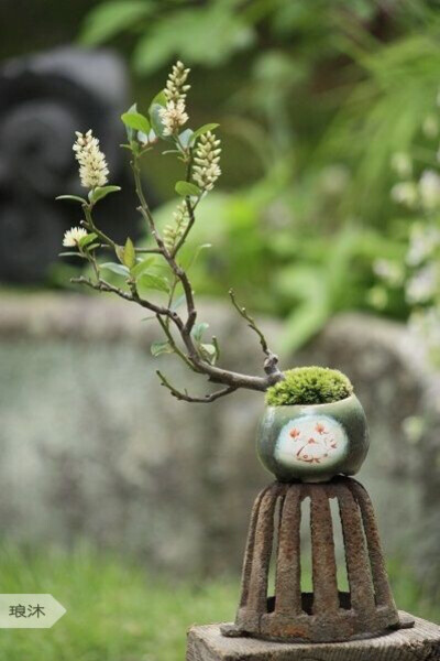 『 迷你盆景 』这么迷你，那也是醉了