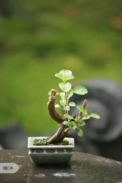 『 迷你盆景 』这么迷你，那也是醉了