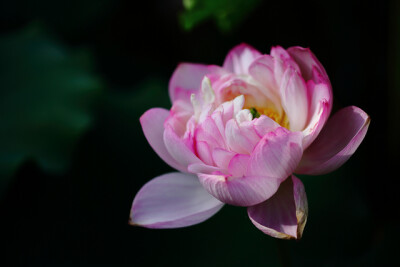 刺茎澹荡碧，花片参差红。 吴歌秋水冷，湘庙夜云空。