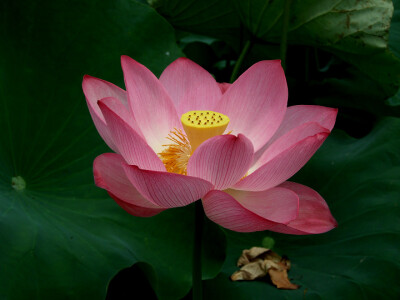 人间有笔应难画，雨后无尘更好怜。 何限断肠名不得，倚风娇情醉腰偏。