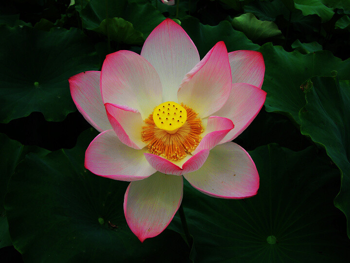 曾向楚台和雨看，只于吴苑弄船寻。 当时为汝题诗篇，此地依前泥苦吟。