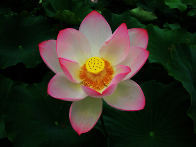 曾向楚台和雨看，只于吴苑弄船寻。 当时为汝题诗篇，此地依前泥苦吟。