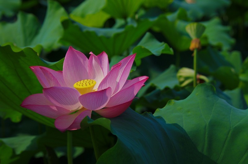 红藕香残玉簟秋，轻解罗裳，独上兰舟。 云中谁寄锦书来？雁字回时，月满西楼。