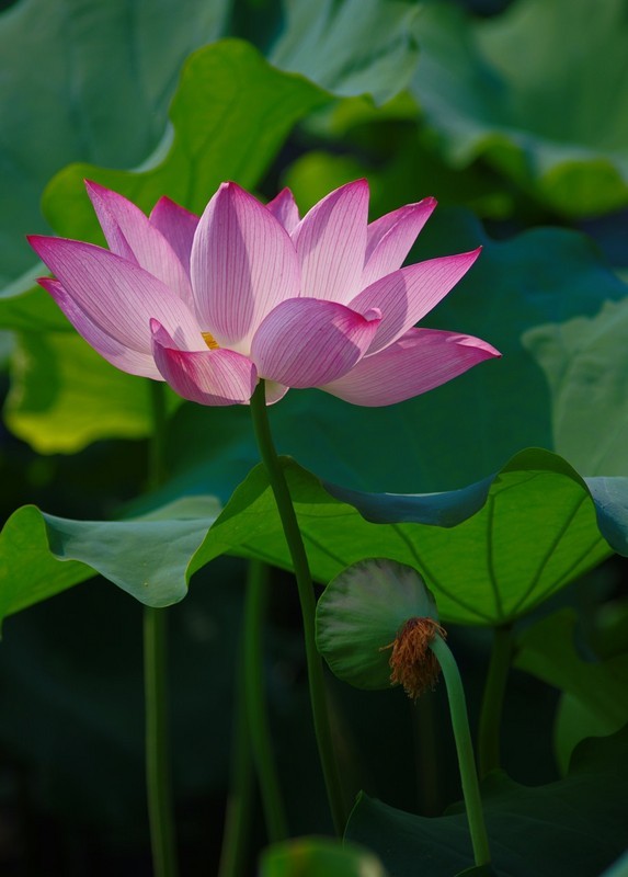  花自飘零水自流。一种相思，两处闲愁。 此情无计可消除，才下眉头,却上心头。