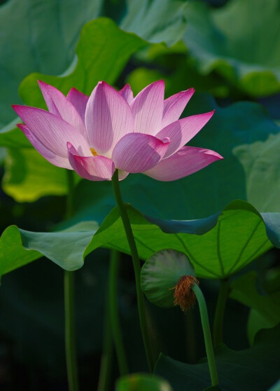  花自飘零水自流。一种相思，两处闲愁。 此情无计可消除，才下眉头,却上心头。