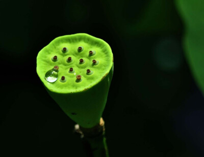  故乡遥，何日去？家住吴门，久作长安旅。五月渔郎相忆否？小楫轻舟，梦入芙蓉浦。