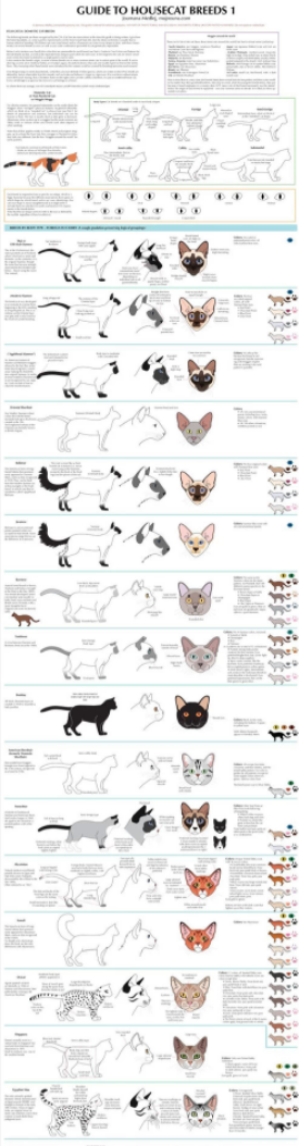 各种猫咪绘画教程（一）