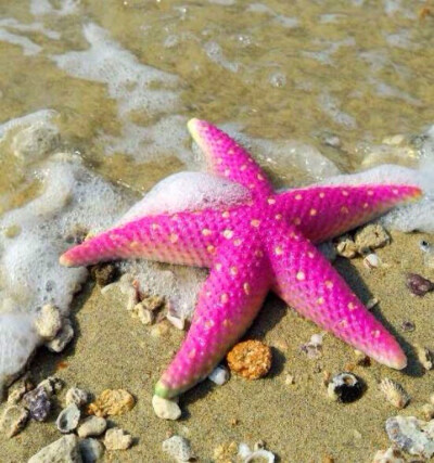海洋生物 粉红海星