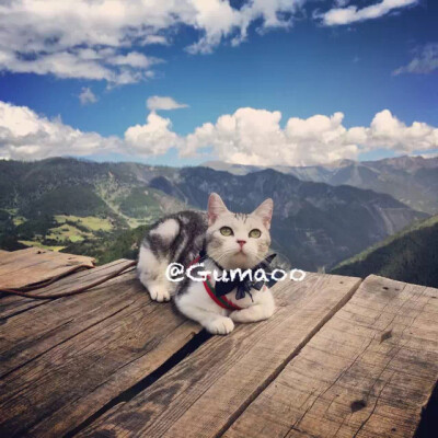 【闹闹云南篇】#喵星人