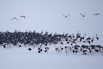 朝韩非军事区（DMZ），一群白枕鹤（White-naped Cranes）在雪地上漫步，韩国。朝韩非军事区是位于朝韩边境的缓冲地带，由于分布着大量朝鲜战争遗留下来的地雷、铁丝网等陷阱，此地已成为几乎与世隔绝的动物栖息地。…