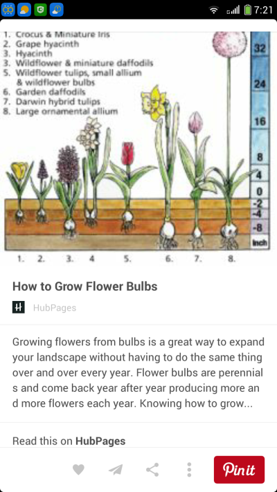 球根植物的种植深度 潋滟