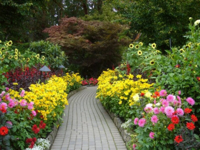 （加拿大布查德花园The Butchart Gardens，从前往后依次：大理花，金光菊，宿根六倍利和向日葵）