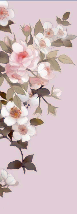 晓泊插画植物花卉蔷薇