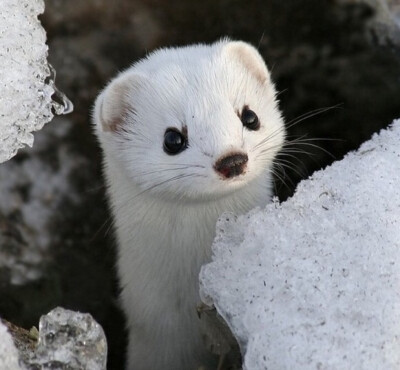 雪貂