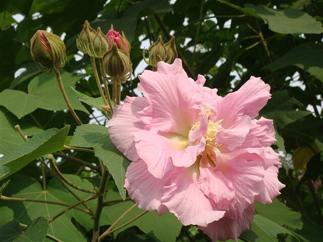 木芙蓉又名木莲花