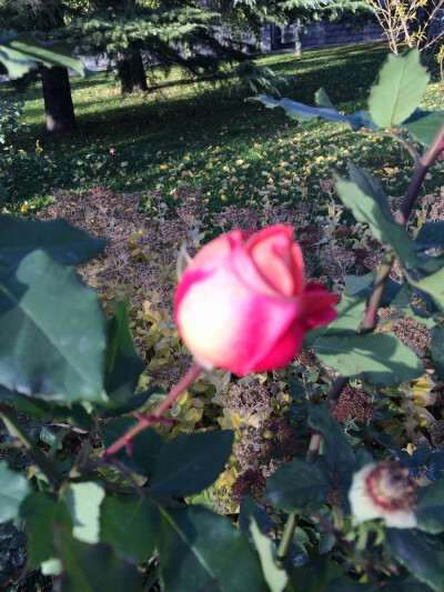 我可能以后再也保护不了你了。