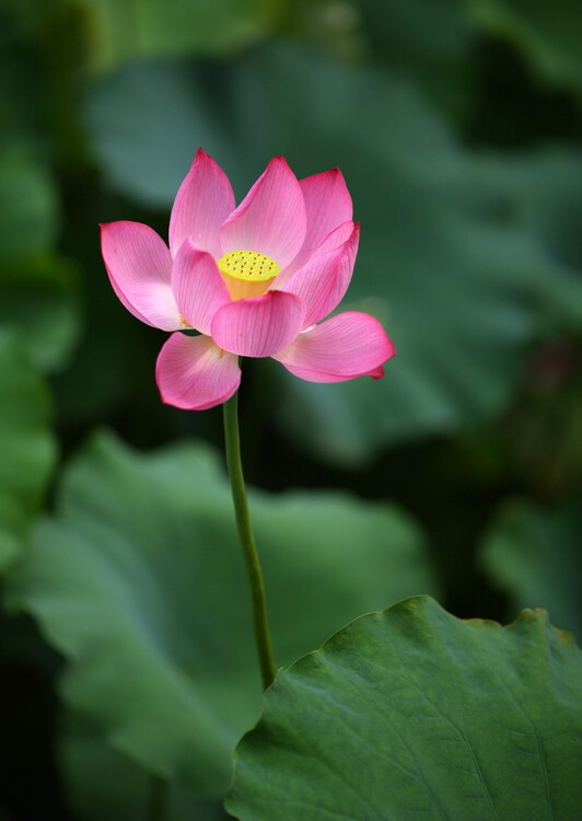 稽山罢雾郁嵯峨，镜水无风也自波。莫言春度芳菲尽，别有中流采芰荷。