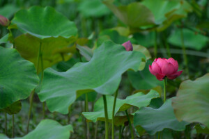 莲子已成荷叶老，  青露洗、苹花汀草。