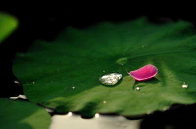 翻翻江浦荷，而今生在此。 擢擢菰叶长，芳根复谁徙。