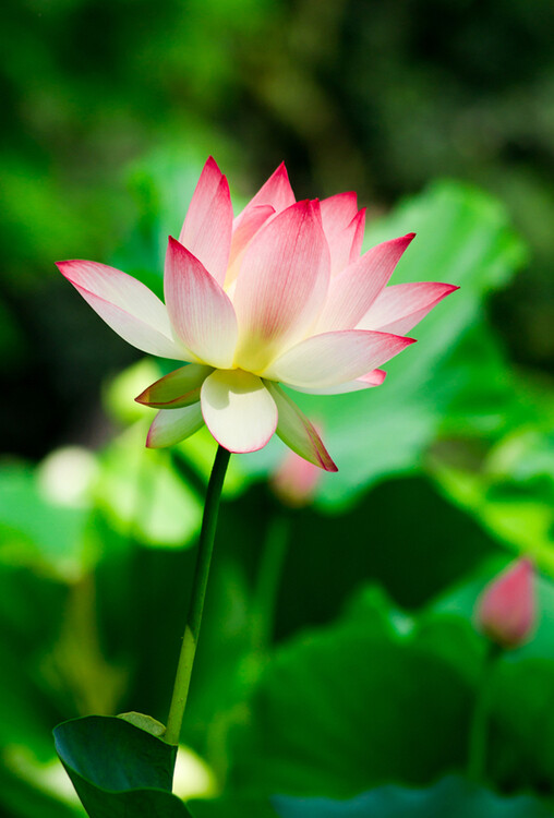 观数点茗浮花，一缕香萦炷。怪道人道：陶潜做得羲皇侣