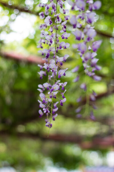 紫藤花的枝藤 缠绕在我的梦幻之间