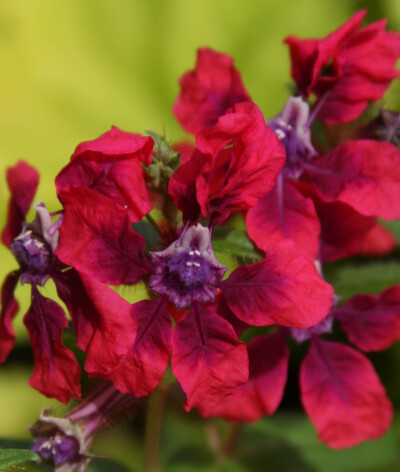 焰红萼距花 Cuphea llavea 'Flamenco Samba' ，千屈菜科萼距花属。英文名 Bat-faced cuphea 。