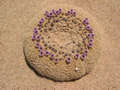 蘑菇帽 Pholisma sonorae ，紫草科穗沙菰属。原本隶属于裂盖寄生科（多室花科），后归并入紫草科成为亚科，此属植物均为寄生植物，肉质茎可以延伸到地下2米到寄主植物的根部。此种的植株外形质地均像岩石，花紫色，…