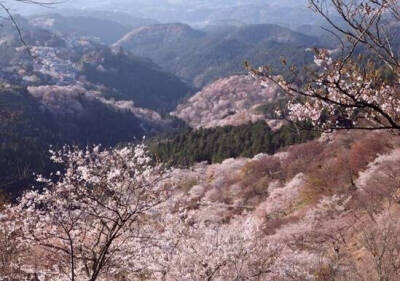 奈良吉野的樱花，想去的地方