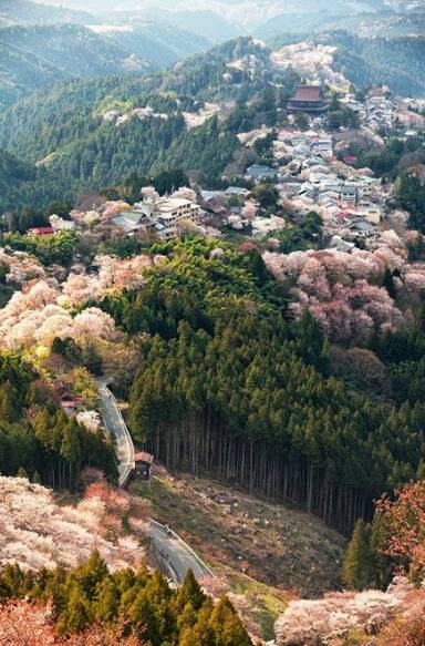 奈良吉野的樱花，想去的地方