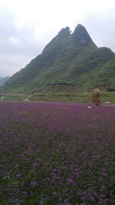 醉美遵义薰衣草