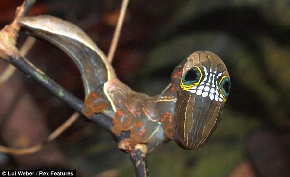 phyllodes imperialis,拟叶夜蛾属.幼虫自带骷髅脸略带感.