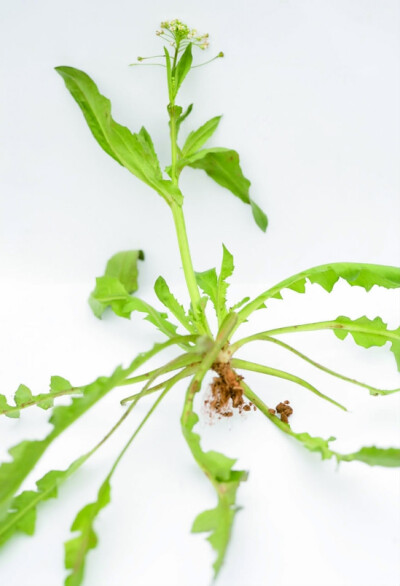 荠菜（学名：Capsella bursa-pastoris），又名护生草、地菜、小鸡草、地米菜、菱闸菜等，十字花科，荠菜属植物，一、二年生草本植物。地方上叫香荠，北方也叫白花菜、黑心菜，瑶家叫“禾杆菜″，河南、湖北等地区叫…