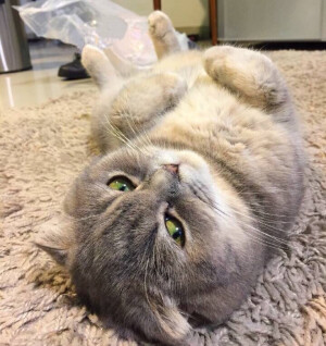 其实我是一只猕猴桃