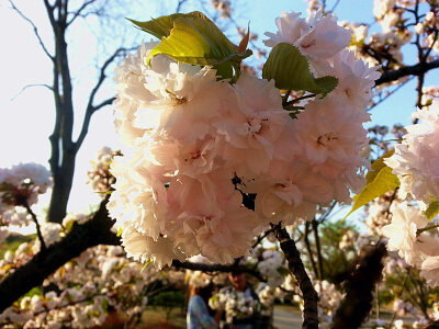 春天，无锡，鼋头渚，樱花盛开